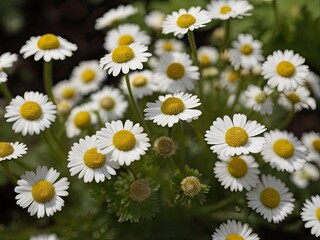 Fototapeta premium Feverfew (Tanacetum parthenium) in the garden