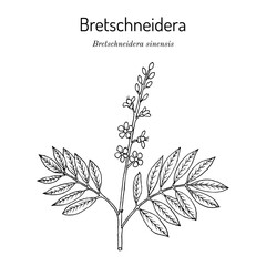Bretschneidera sinensis, medicinal plant