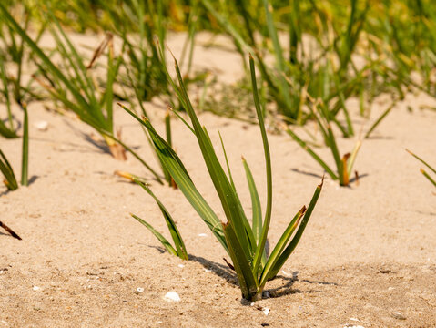 Common cordgrass, Spartina anglica, young plant on sandflat at low tide, Kwade Hoek, Goeree, Zuid-Holland, Netherlands