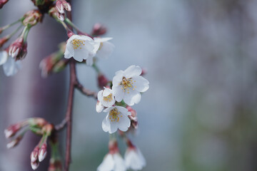 Beautiful spring flowers background, blooming tree