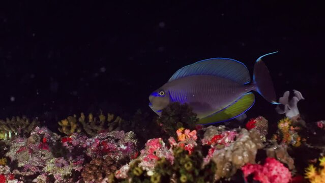Stripped Surgeonfish over the Coral Reef in a night dive in the Maldivian Archipelago in the Indian Ocean