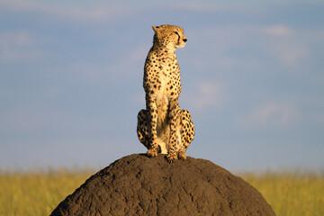 cheetah sitting on termite hill against blue sky