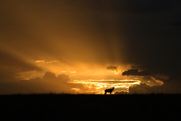 Topi antilope silhouette against cloudy sunset