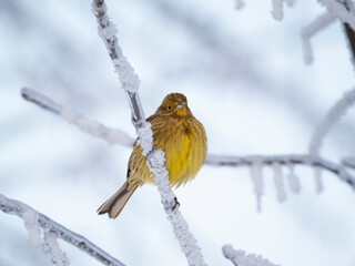 Goldammer (Emberiza citrinella) im Schnee