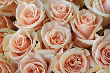 Vibrant pink roses, delicate petals unfurling