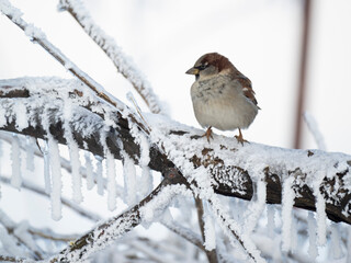 Haussperling (Passer domesticus) im Schnee