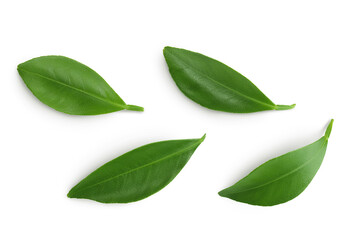 Citrus leaves isolated on white background