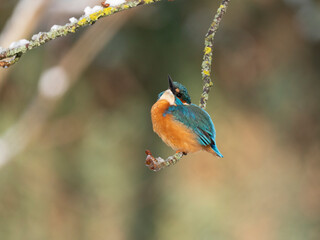Eisvogel (Alcedo atthis)