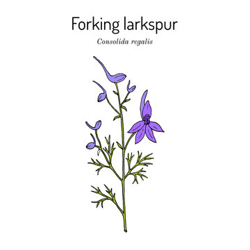 Forking larkspur, or rocket-larkspur (Consolida regalis), medicinal plant
