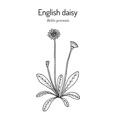 Common, english or lawn daisy (Bellis perennis) © foxyliam