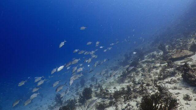 School of jackfish (trevally) over the Coral Reef in the Maldivian Archipelago in the Indian Ocean