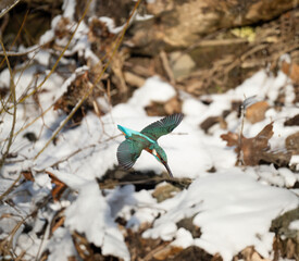 Eisvogel (Alcedo atthis)
