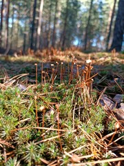 moss on the stump