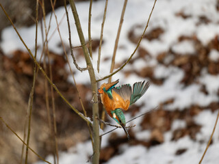 Eisvogel (Alcedo atthis)