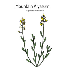 Mountain alyssum (Alyssum montanum), medicinal plant.