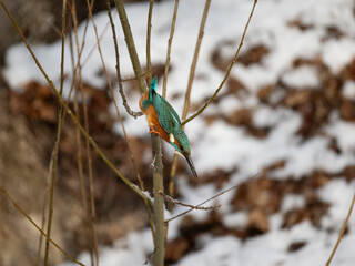 Eisvogel (Alcedo atthis)