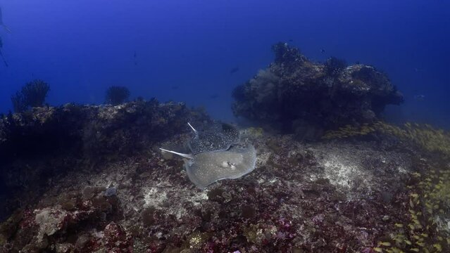 Two white spotted leopard stingray breeding over the Coral Reef in the Maldivian Archipelago in the Indian Ocean