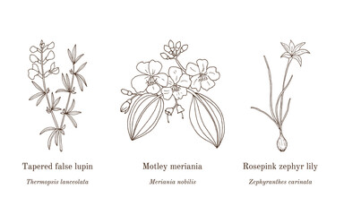 Collection of edible and medicinal plants