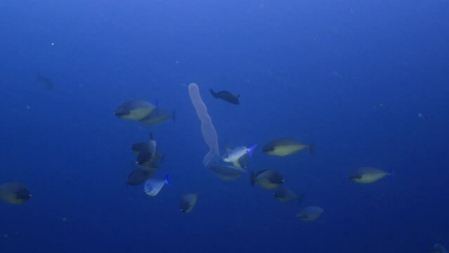 Surgeonfish in the Blue in the Maldivian Archipelago in the Indian Ocean