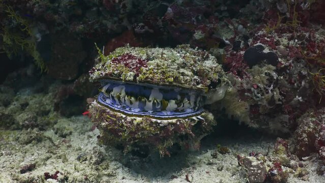 Thorny Oyster in the Coral Reef in the Maldivian Archipelago in the Indian Ocean