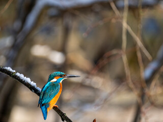 Eisvogel (Alcedo atthis)