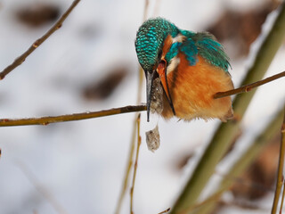 Eisvogel (Alcedo atthis)