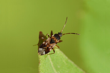 Closeup of the Seed Bug or Ground Bug Scolopostethus grandis. Tribe Drymini, subfamily Rhyparochrominae, family Lygaeidae. Autumn, October, Netherlands