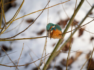 Eisvogel (Alcedo atthis)