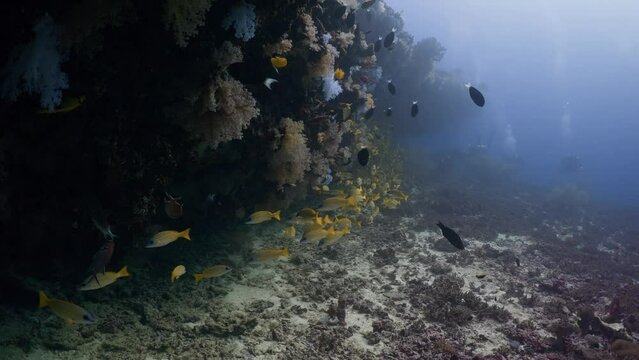 School of Yellow Stripped Snappers under the Coral Reef cliff in the Maldivian Archipelago in the Indian Ocean