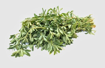 Organic Harvested Fenugreek Leaves with Plant or Methi Plant Isolated on White Background