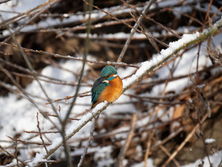 Eisvogel (Alcedo atthis)
