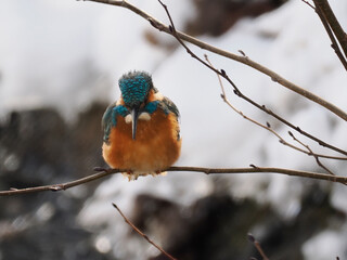Eisvogel (Alcedo atthis)