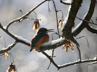 Eisvogel (Alcedo atthis)