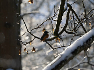 Fototapeta premium Eisvogel (Alcedo atthis)