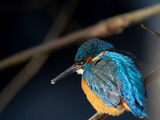 Eisvogel (Alcedo atthis)