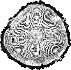 Tree rings texture - obrazy, fototapety, plakaty