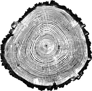 Tree rings texture
