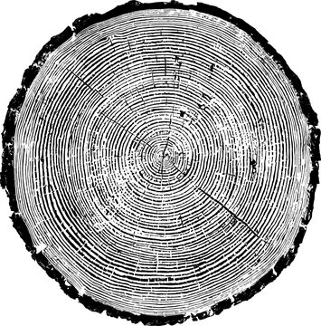 Tree rings texture