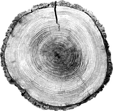 Tree rings texture