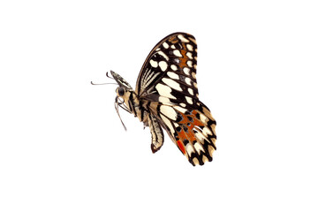 Fototapeta na wymiar Butterfly isolated on a white background. Clipping path included.