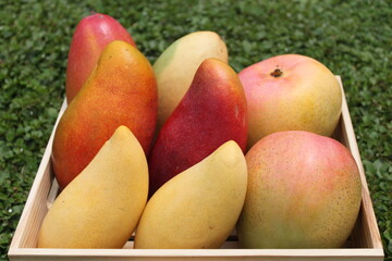 Taiwan mango at traditional market in Taiwan

