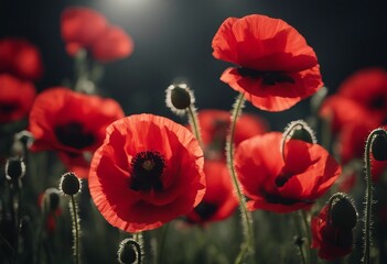 Naklejka premium Red poppies on black background Remembrance Day Armistice Day symbol