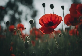 Red poppy flower on black background Remembrance Day Armistice Day Anzac day symbol - obrazy, fototapety, plakaty