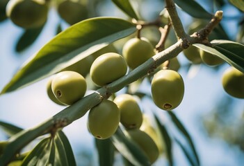 Fototapeta premium Spain Olives on olive tree branch Closeup of green olives fruits in sunny day