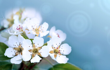 Macro shot of white cherry flowers isolated on blur sky background.