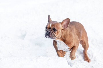 French bulldog runs through the snow in the park. Love and tenderness for pets.