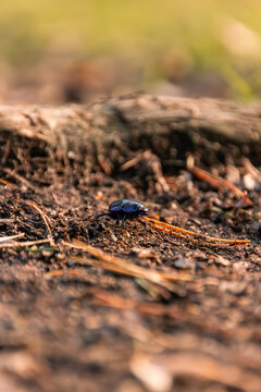 K&auml;fer im Wald