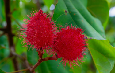 Annatto tree (Bixa orellana) and its fruits growing in an organically grown agroforestry system. Bright red fruits of of achiote tree or annatto tree on branch and blur background.
