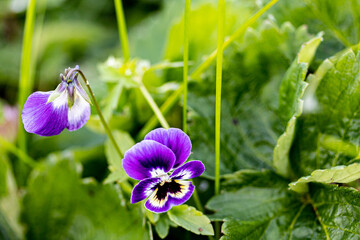 Blooming purple pansy flowers, viola tricolor in the garden close up. Gardening, summer, floral...
