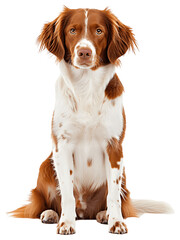 Brittany dog full body